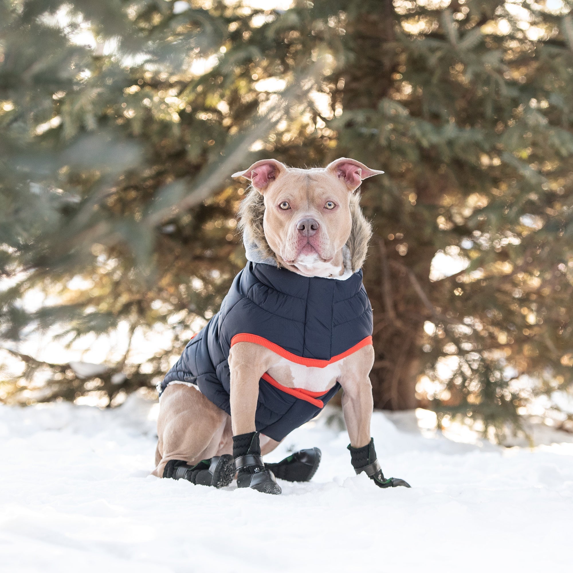Winter Dog Parka Coat – Water-Repellent with Sherpa Lining & Fur Hood